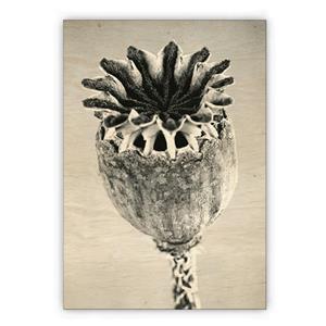 Wooden Picture - Poppyhead